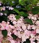 Helle Blüten Gartenhortensie 'Benigaku'