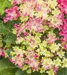 Hortensie Hydrangea macrophylla 'Curly® Sparkle Red'