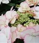 Hydrangea macrophylla 'Frisbee'® Petticoat Hortensie