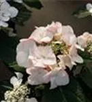 Tellerhortensie Hydrangea macrophylla 'Frisbee'® Petticoat