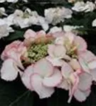 Hydrangea macrophylla 'Frisbee'® Petticoat