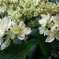 Blüten Schneeballhortensie Hovaria® 'Hayes Sturbust'