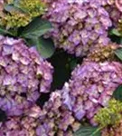 Artikelaufnahme mehrerer Blüten der Bauernhortensie 'Red Angel'® Ball violett