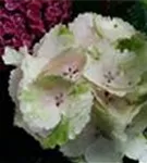 Bauernhortensie 'Magical Blossum' Nahaufnahme helle Blüten