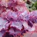 Blüten Hydrangea macrophylla 'Magical Colourdream'® blau