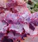 Blüten Hydrangea macrophylla 'Magical Colourdream'® blau
