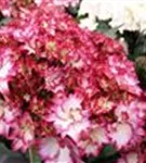Blüten pink Hydrangea macrophylla 'Magical Colourdream'® blau