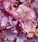 Helle Blüten Hydrangea macrophylla 'Magical Colourdream'® blau
