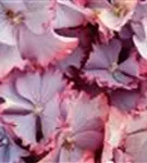 Nahansicht helle Blüten Hydrangea macrophylla 'Magical Colourdream'® blau