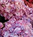 Hydrangea macrophylla 'Magical Colourdream'® blau Blüten