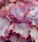 Nahansicht Hydrangea macrophylla 'Magical Colourdream'® blau Blüten