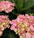Hele Blüten Hydrangea macrophylla 'Magical Daydream'®