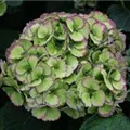 Grüne Blüten Hydrangea macrophylla 'Magical Pacific'®