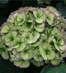 Grüne Blüten Hydrangea macrophylla 'Magical Pacific'®