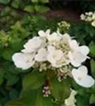 Weiße Blüte Hydrangea paniculata 'Diamant Rouge' ®