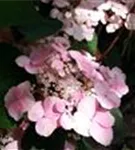 Rosa Blüten Gartenhortensie 'Benigaku'