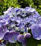 Blüten Hydrangea macrophylla 'Lutin Bleu'®
