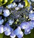 Blaue Blüten Hydrangea macrophylla 'Lutin Bleu'®