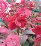 Rote Blüten Gartenhortensie 'Santiago'