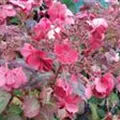 Pinke Blüten Gartenhortensie 'Santiago'