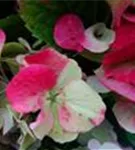 Blüten in Grün und Pink einer Bauernhortensie 'Duro'