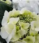 weiße Hydrangea macrophylla 'Frisbee'® White