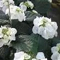 Hydrangea macrophylla 'Frisbee'® White
