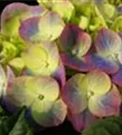 Nahaufnahme Blüten Bauernhortensie 'Green Lips Purple'