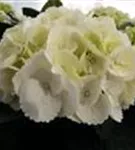 Weiße Blüten Hydrangea macrophylla 'Ice Girl'