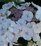 Blüten weiß Hydrangea macrophylla 'Libelle'