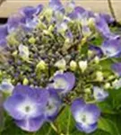 Nahaufnahme Blüten Hydrangea macrophylla 'Lutin Bleu'®