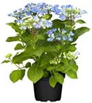 Artikelbild Hydrangea macrophylla 'Lutin Bleu'®