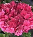 Blütenball Hydrangea macrophylla 'Magical Ruby Red' ®