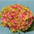 Blütenball Hydrangea macrophylla 'Magical Spotlight'®