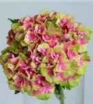 Nahaufnahme Blüten Hydrangea macrophylla 'Magical Spotlight'®