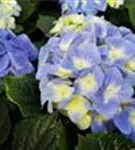 Blaue Blüten Bauernhortensie 'Marine Blue'