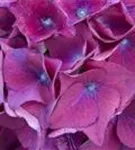 Nahaufnahme Lila Blüten Hydrangea macrophylla 'Red Beauty' blau