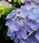 Nahaufnahme Blüten Hydrangea macrophylla 'Sarena Blue'
