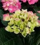 Helle Blüten Hydrangea macrophylla 'Sarena Pink'