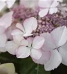 Helle Blüten einer Bauernhortensie Hovaria® 'Love you Kiss'