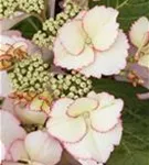 Helle Blüten einer Bauernhortensie Hovaria® 'Love you Kiss' Nahaufnahme