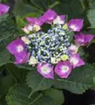 Heller Blütenball Hydrangea macrophylla 'Kardinal' violett
