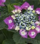 Blüten Hydrangea macrophylla 'Kardinal' violett