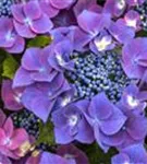 Blüten violett Hydrangea macrophylla 'Kardinal' violett