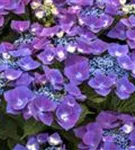 Violette Blüten Hydrangea macrophylla 'Kardinal' violett