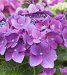 Nahufnahme Blüten lila Hydrangea macrophylla 'Kardinal' violett