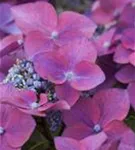 Nahansicht lila Blüten Hydrangea macrophylla 'Kardinal' violett