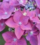 Nahaufnahme Blüten Hydrangea macrophylla 'Kardinal' violett