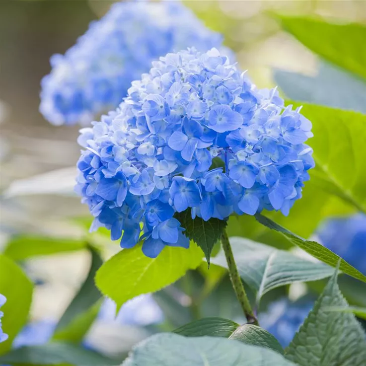 Blüte einer blauen Hydrangea
