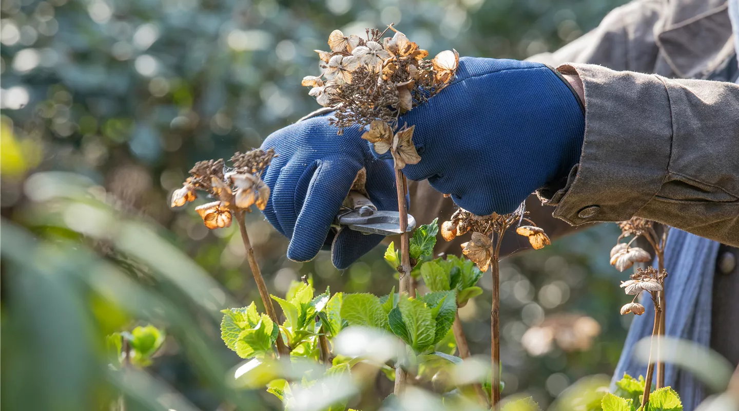 Wann schneidet man Hortensien im Garten zurück?